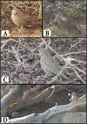 Intentional Presentation of Objects in Cooperatively Breeding Arabian Babblers (Turdoides squamiceps)